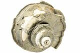 Pliocene Aged Fossil Gastropod (Ecphora) - Virginia #189558-1